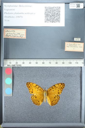 Media type: image;   Entomology 158979